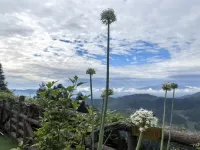 Xinhua County Ziqueyunju Agricultural Development Co., Ltd. - Mountain view