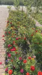 Xingyu Homestay (Burqin County Chonghuer Town) - 2 Yıldız