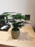 JIANG-PAN-JU