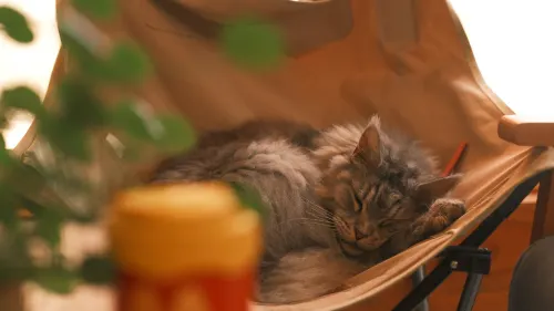 Zhaoxing Dongzhai An'zhi Homestay Hotels in Liping