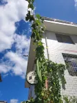 Laocheng Yard Homestay