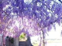 Alegre - Bussaco Boutique Hotel Hotels in Luso