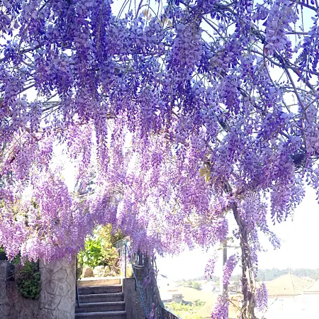Alegre - Bussaco Boutique Hotel