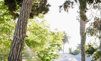 a couple is relaxing in a hammock under the shade of tall trees near houses at Rosewood Miramar Beach