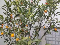 Qiyun Mountain Xiagu Dao Homestay - 마운틴 뷰