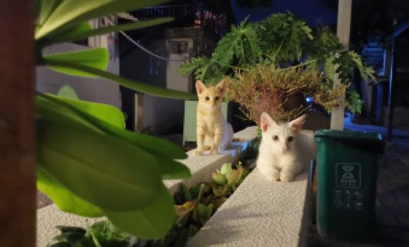 Jinghong Taidou Youth Hostel