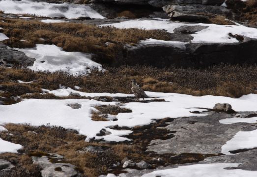 Mountain Lodges of Nepal - Kongde