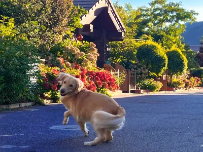 Jackson Hole Hotel in zona Guyaju Site