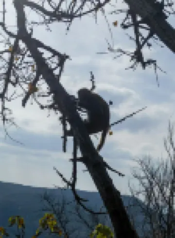 Wukong Homestay (Lianyungang Huaguoshan Scenic Area Branch)