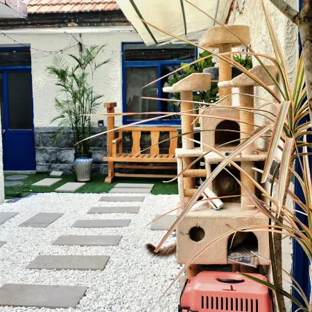 Cat Youth Hostel in Qufu Alley