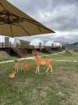 Jiangbulake Yiye Starry Sky Camp