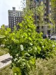 Xiaojuyuan Homestay