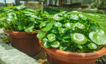 Wuhong Tea House Guesthouse