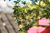 Your City Pinghua Impression Inn