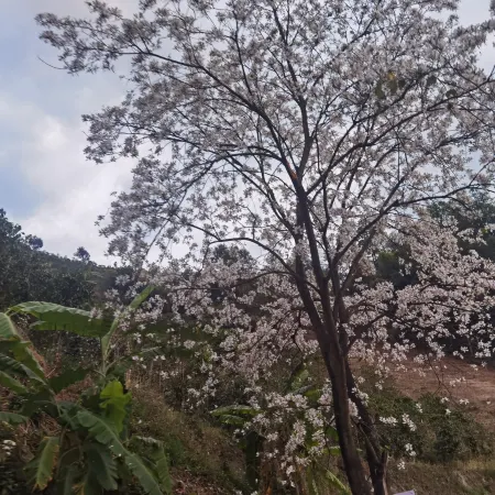 Baoshan Dazhou Homestay