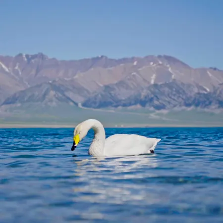 Selim Lake Spruce Resort