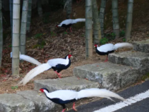 Lushan Tourism Resort - Daoyuan College Hotels in Dayu