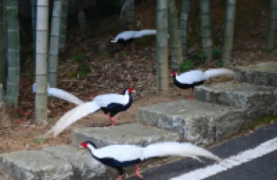 Lushan Tourism Resort - Daoyuan College