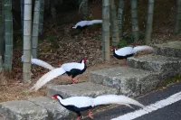 Lushan Tourism Resort - Daoyuan College Hôtels à : Dayu
