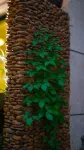 Xiandu Nongfeng Homestay