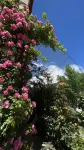 Danba Qiumu Shiguang Rose Memory Homestay