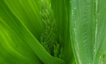 Shengsi Shiqi Homestay