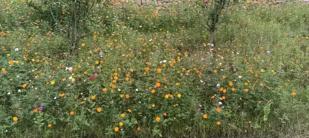 Haisenyan Homestay, Lushan West Отели рядом с достопримечательностью «Zhelin Lake Peach Blossom Creek Rafting Scenic Area»