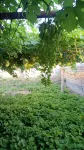 Yitian Park Su Homestay (Moon Village Branch)
