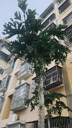 豬豬屋民宿
