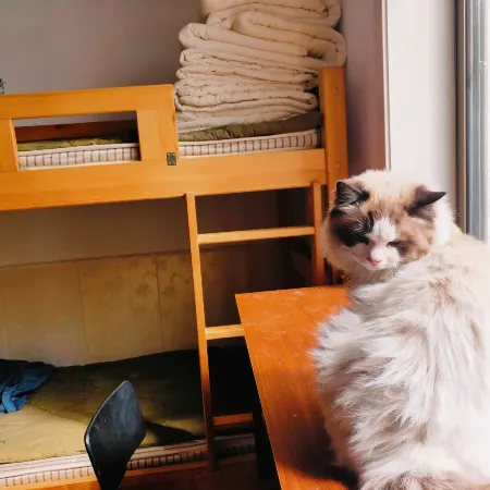 Cat Youth Hostel in Qufu Alley