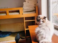 Cat Youth Hostel in Qufu Alley