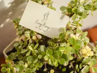 LengKeng Dalat Homestay Hotels near Garden Hydrangeas