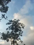 碧峯峽雲海山荘民宿 - マウンテンビュー