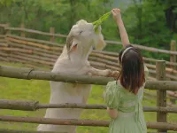 Little Green Earth Art Safari Hotels in Chongzhou