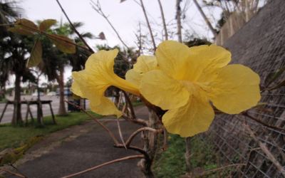 その他 ホテルリゾネックス名護の写真