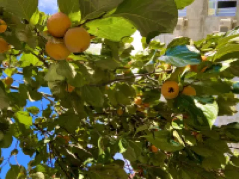 Hailuogou Haocai Hotel
