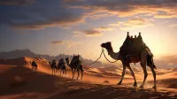 Zhongwei Mogang Starry Sky International Desert Campground - navetta aeroportuale