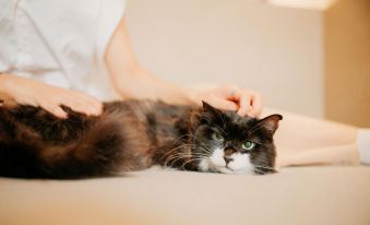 Kennels Pet-Friendly Hotel