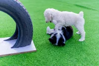 Alshan Summer Courtyard Resort Villa