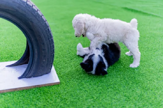 Alshan Summer Courtyard Resort Villa