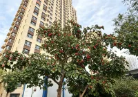 Qingyou Homestay (Gu'an Beijing Daxing Airport) - Pet friendly