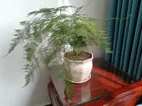 Xibaipo Xiaohang Homestay