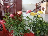 Tianya Chinese Inn (Yangshuo Fuli Pier) Hotels in Welfare Ancient Town Scenic Spot