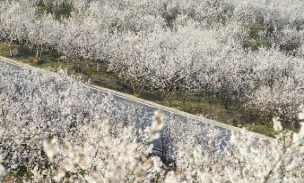 Huashe Boutique Homestay