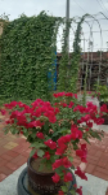 Xiangju Family in Alxa Left Banner