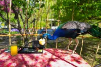 Zhi Resort