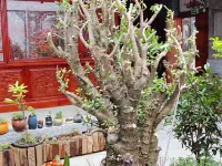 茶顏魚舍·輕享庭園美宿                    （喜洲古鎮） 喜洲鎮周辺のホテル