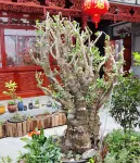 Chayan Fish House·Xizhou Nice||Ancient style elements to enjoy the beautiful courtyard accommodation Hotels in Xizhou town