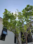 巍山古城敏悅小築.設計師花園民宿（拱辰樓店） - 2星級