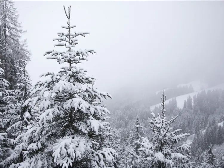 Las Escobas del Venado